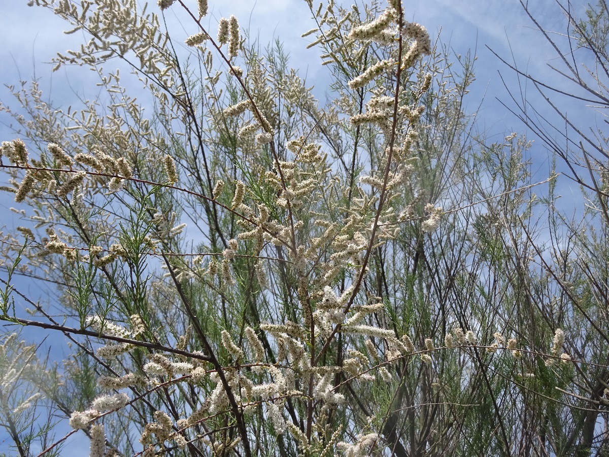 Tamarix gallica (Tamaricaceae)